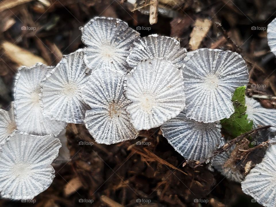 A closeup of a cluster of tiny white mushrooms captured from above.