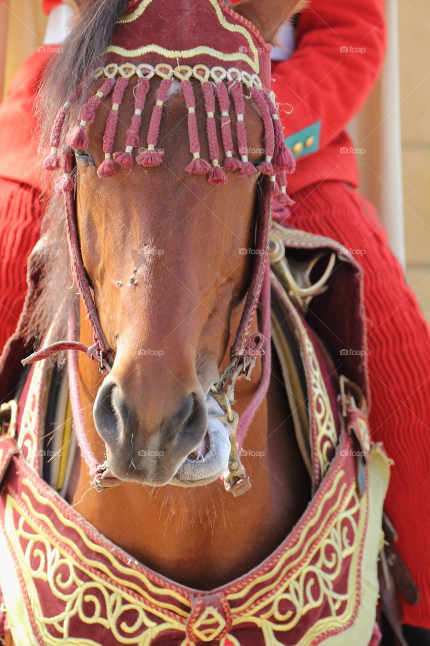 Horse on guard in Morocco 