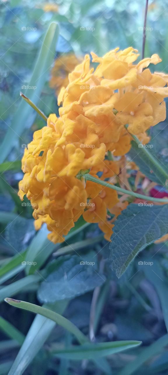 St. Mary's Herb Flower