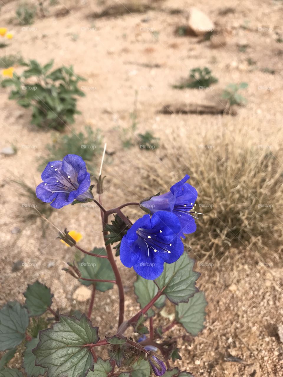 Arizona desert wild flowers 