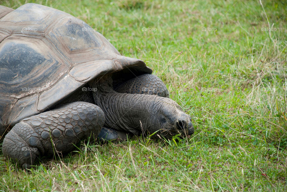 grass animal zoo wild by jbdc