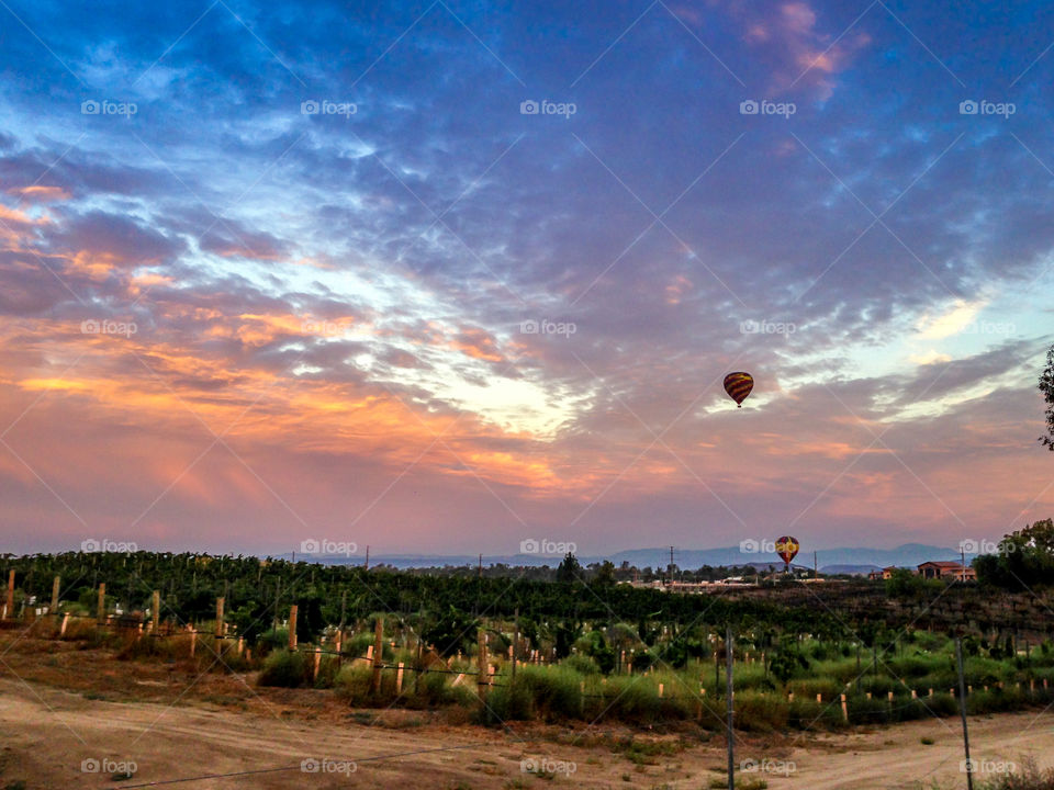 Vineyards and balloons . Sunrise with hot air balloons over the Temecula, CA vineyards. 