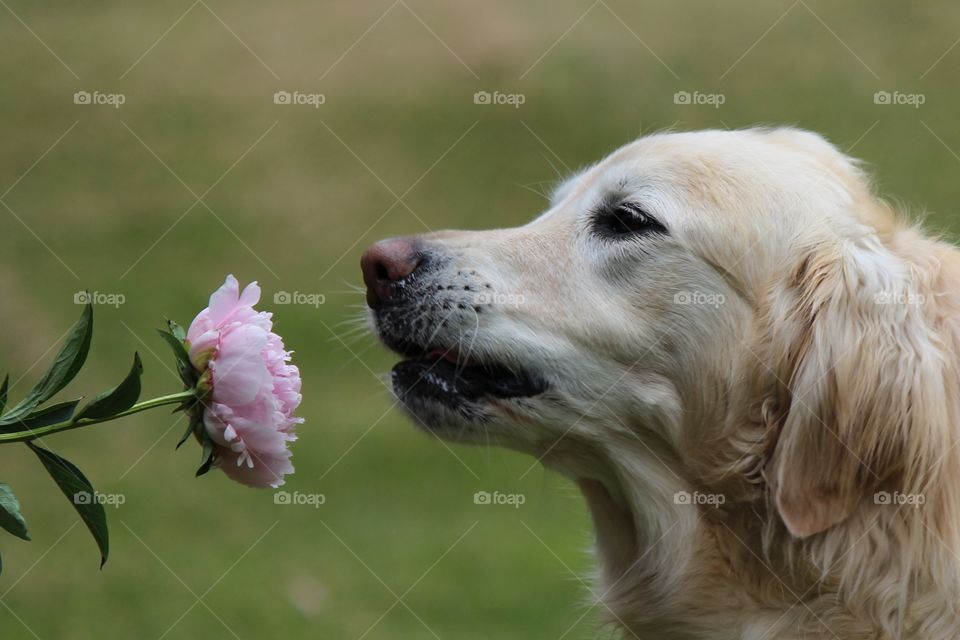 who doesn't talk to flowers!  my sweet golden retriever having a conversation with a beautiful pink peony!