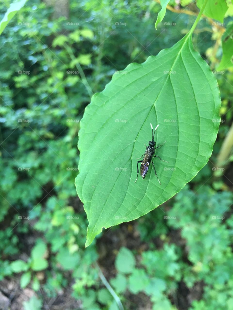 Beetle on leaf