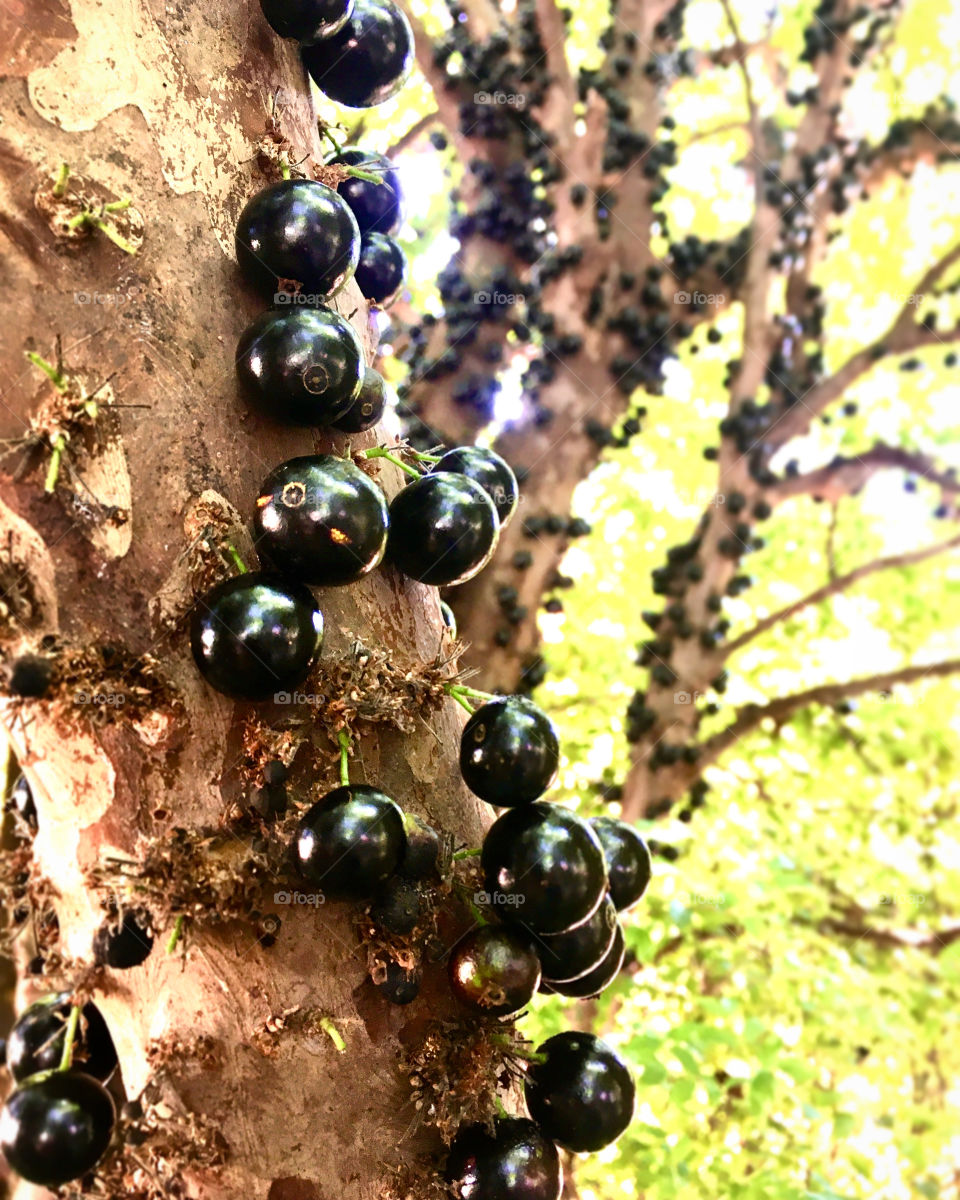 Ô época frutífera...
As #jabuticabas estão bonitas e suculentas. Exclusivas do Brasil, sempre doces / saudáveis.
⚫️⚫️⚫️⚫️⚫️⚫️
#fruta #jabuticaba #natureza
