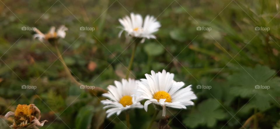Daisies in sutumn