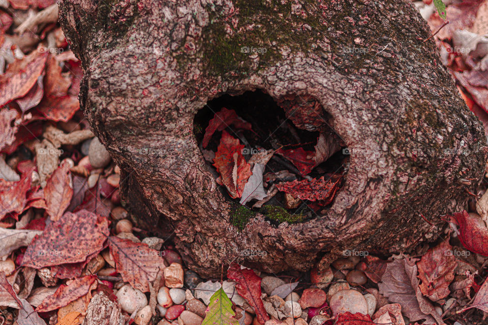 leaves in a hole in a tree