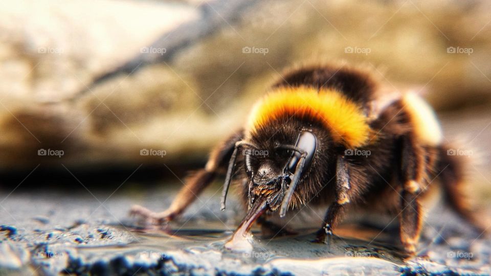 Tired bumblebee