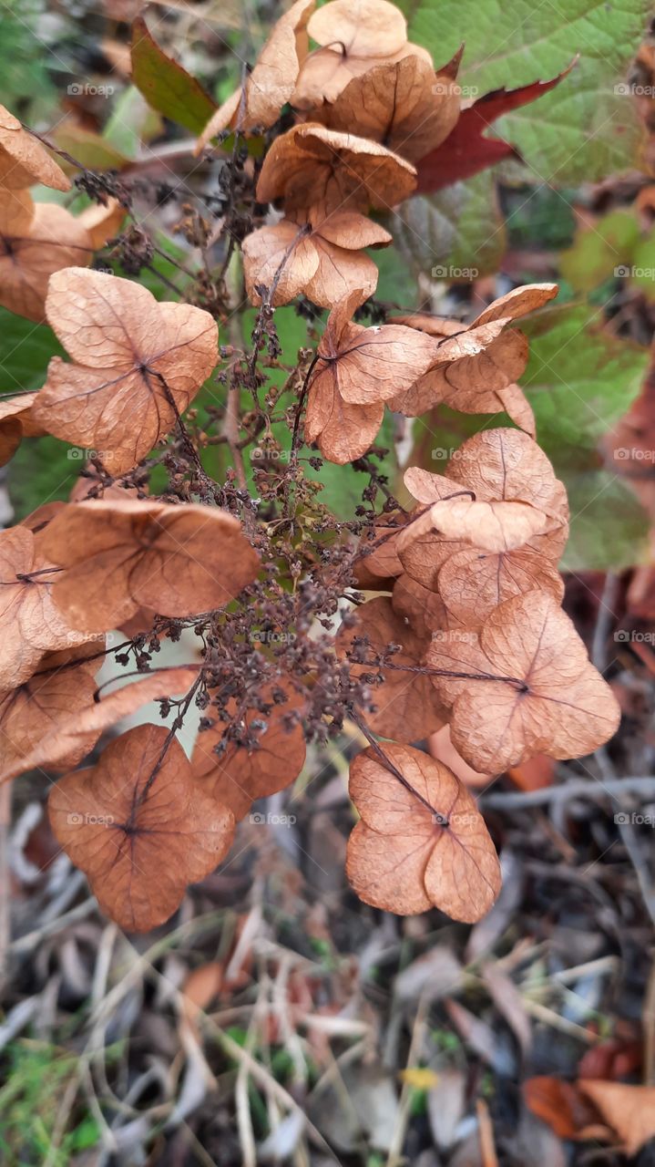 winter garden  - dried flowers of hydrangea