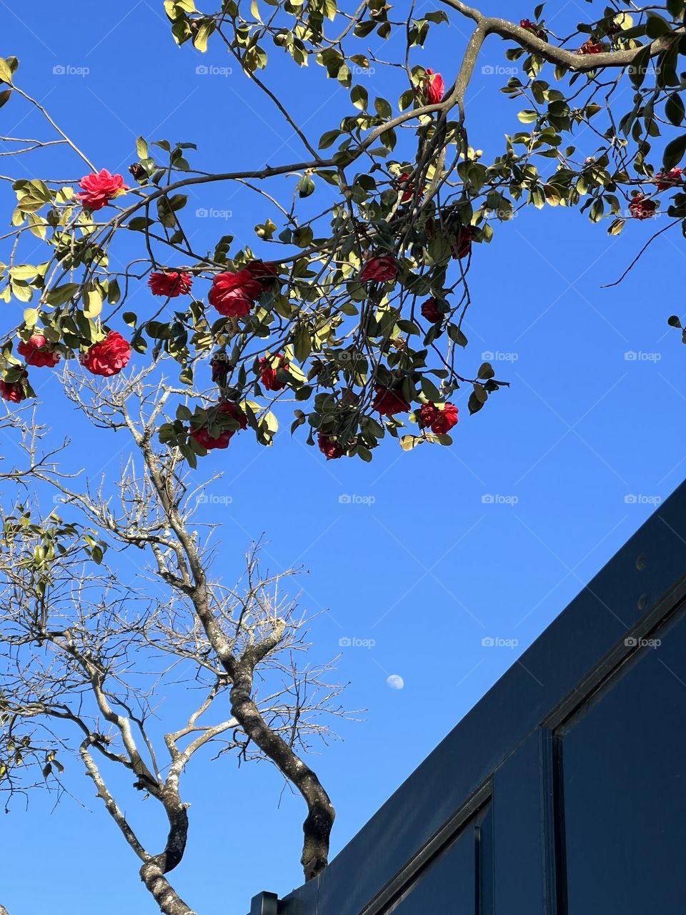 Flower and the moon
