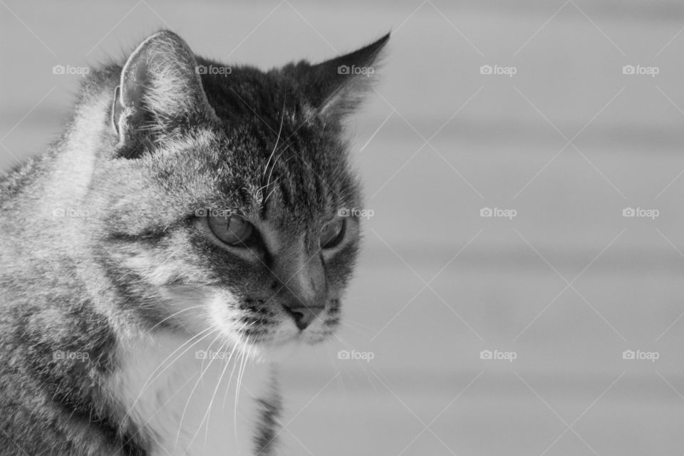 Headshot of a tabby cat in black and white