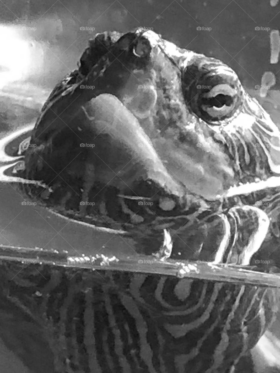 Turtle Peeping head out of water