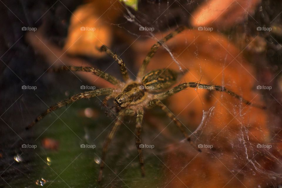 Spider are both amazing architects and specialized hunters,just like this house spider.