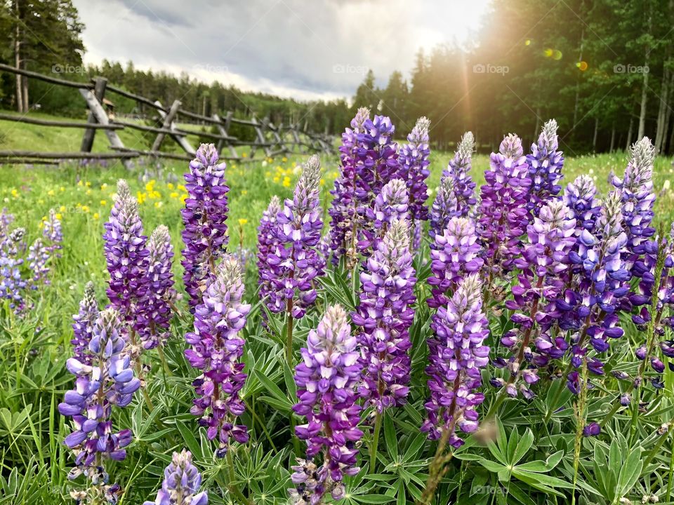 Purple mountain lupine wildflowers in full bloom in a Wyoming mountain meadow 