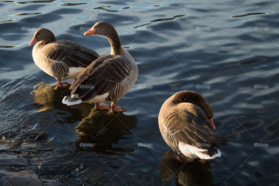 Duck in a pond. The duck is soaking with its head resting on the water. Green, brown, yellow and white duck.

Whole brown duck swims in the pond.
It has wet feathers.