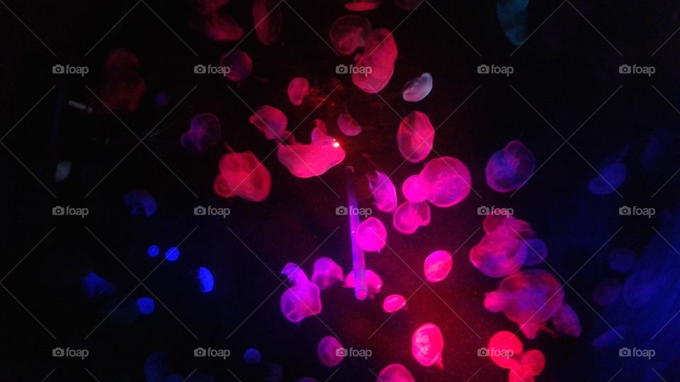 Illuminating Wonders. The illuminated Jellyfish in the Cleveland Aquarium