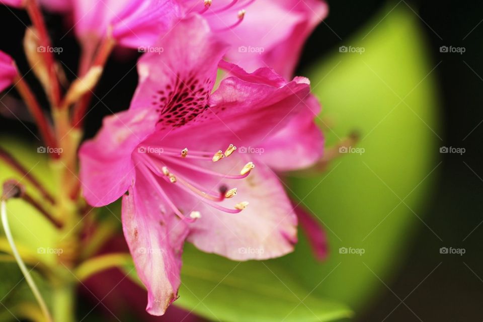 Flower in close up