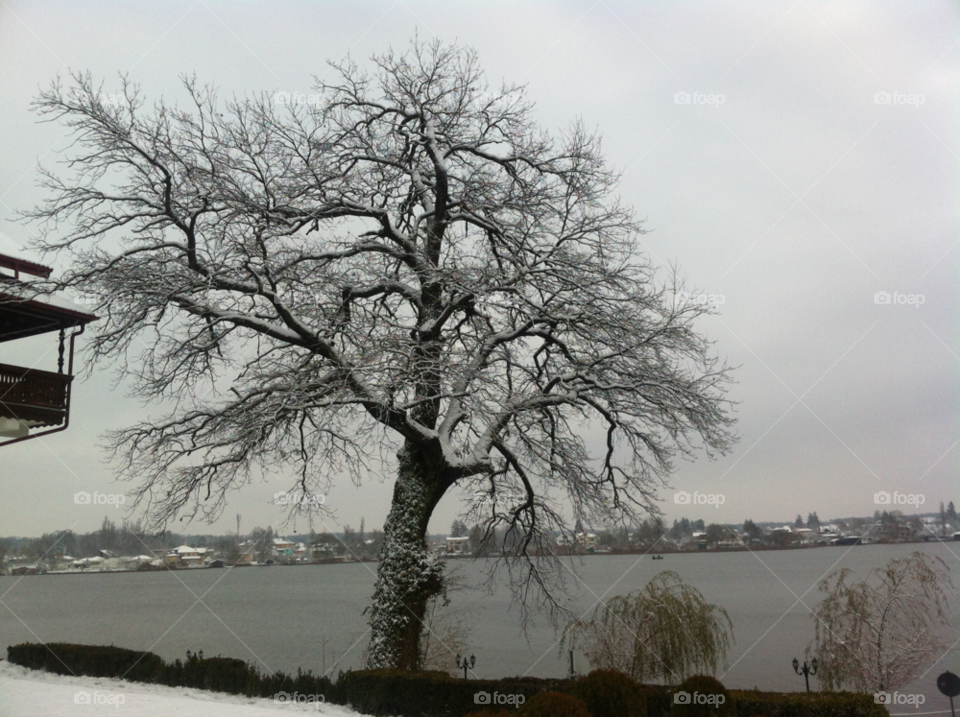 snow winter nature tree by tediiliescu