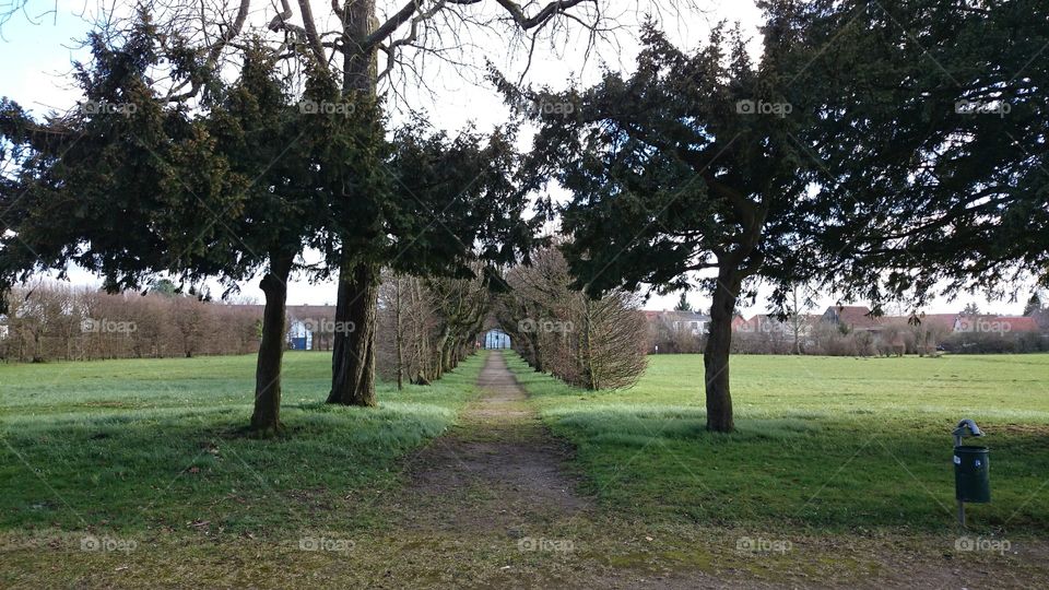 A path . Malchin, Germany 
