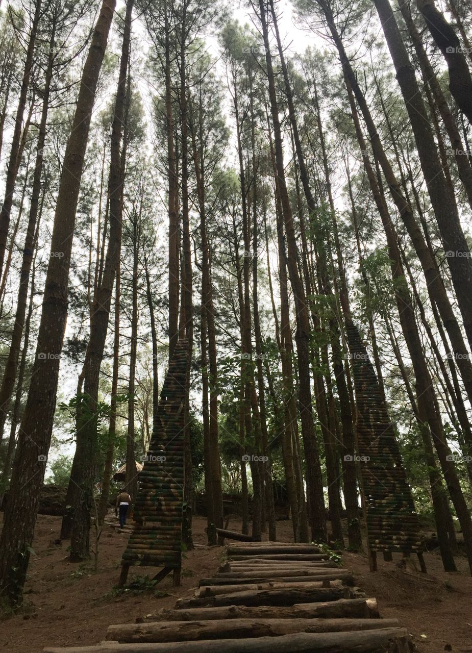 Wood, Nature, Tree, No Person, Landscape