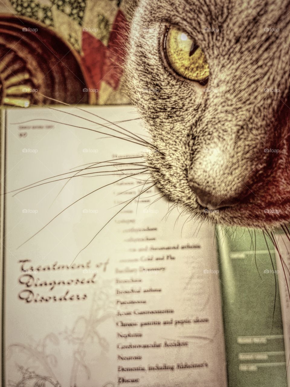 Elevated view of cat with diagnose report