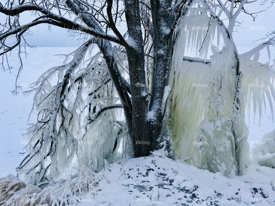 Tree branches covered in ice 