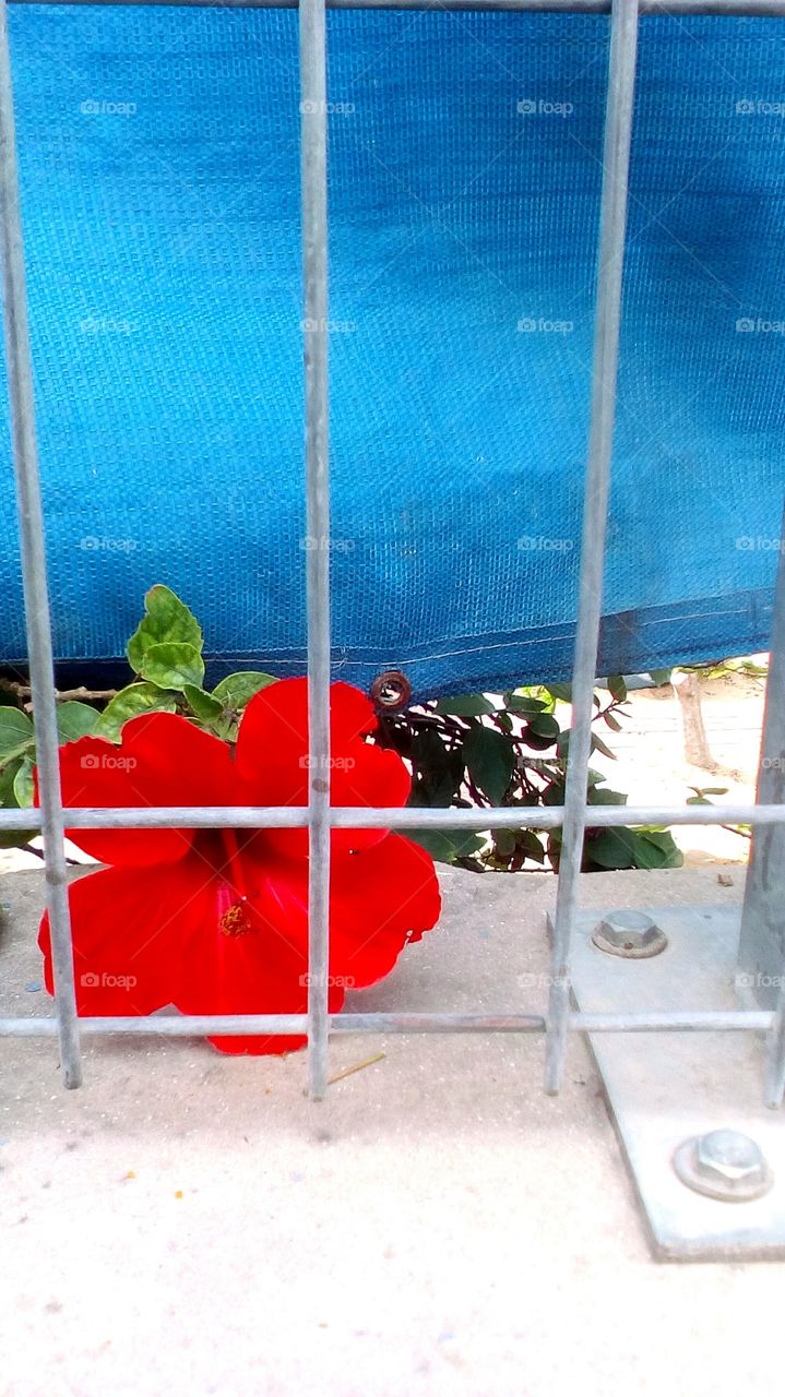 Red wild flower looking behinde a fence