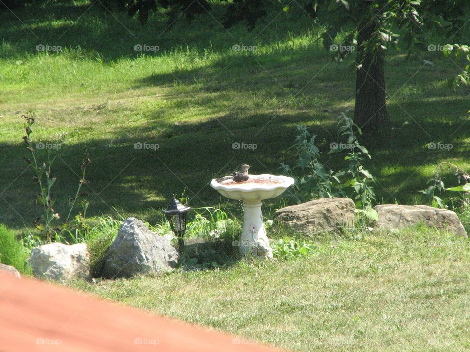 Bird taking a bath, backyard beauty 