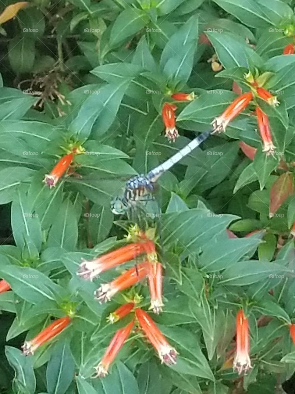 Dragonfly and Flowers