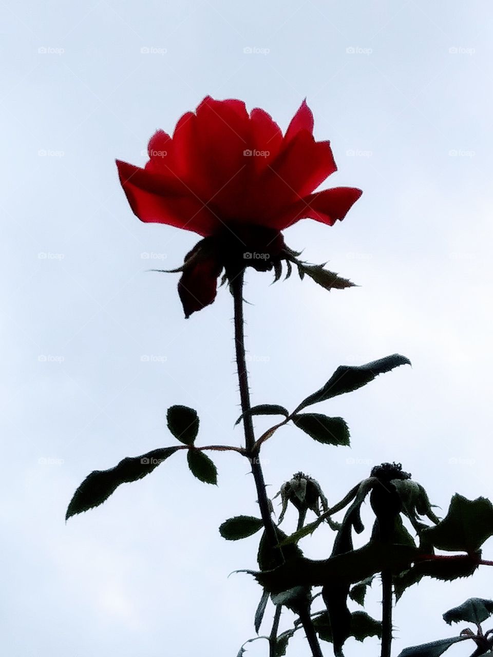 red rose on a long stem