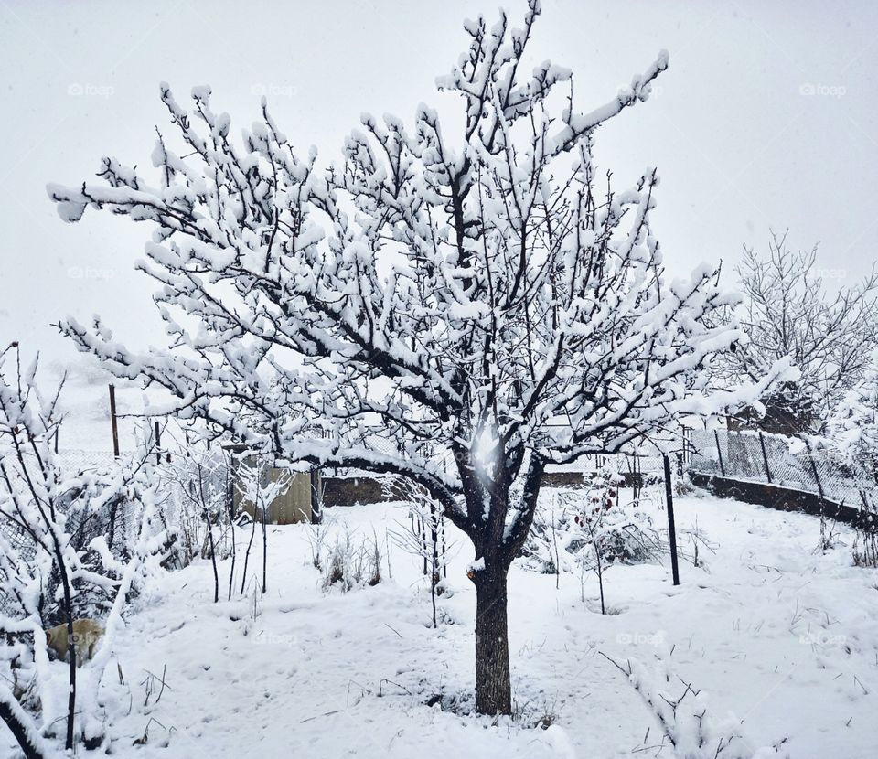 Snowy tree