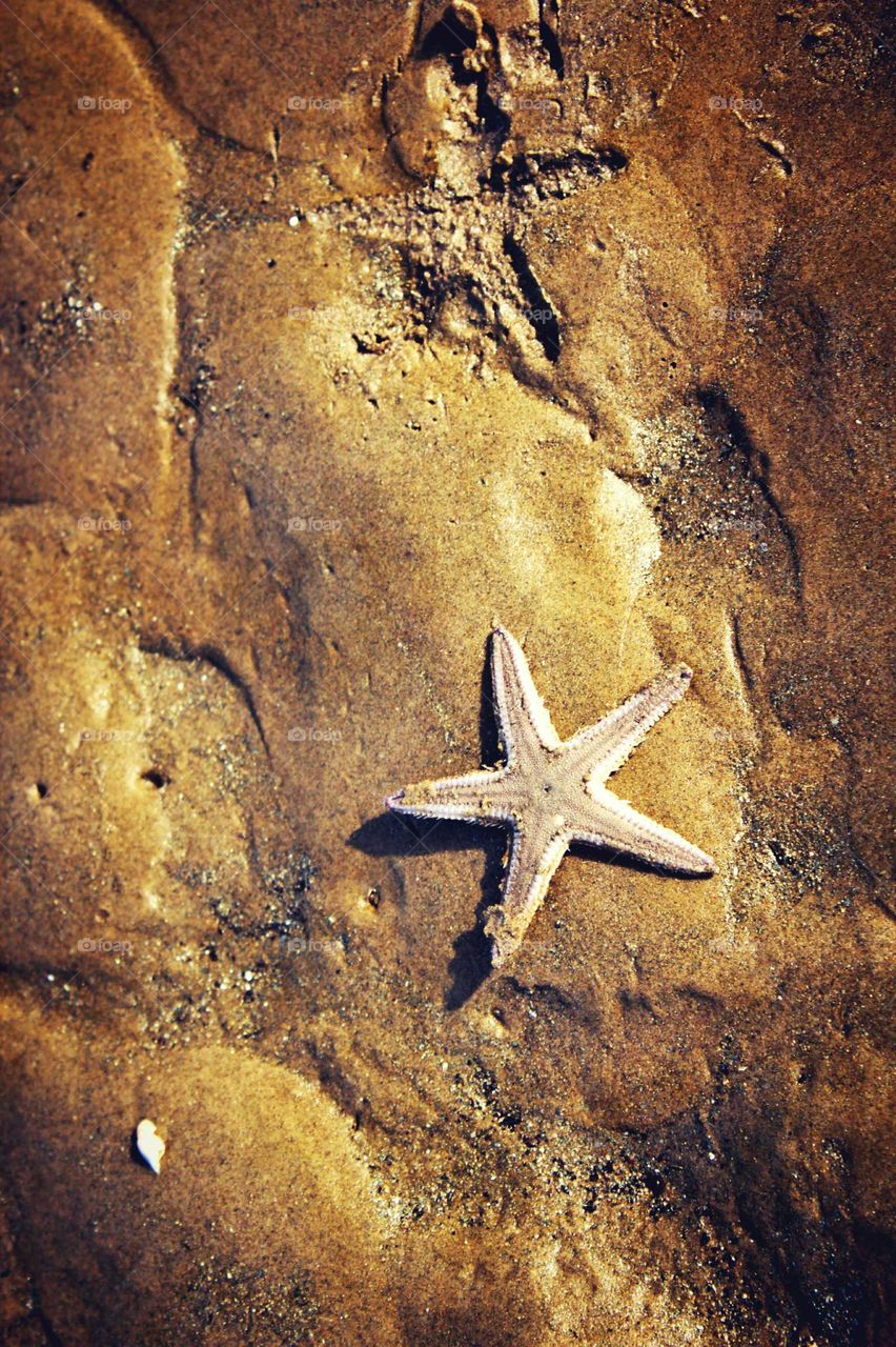 the star fish