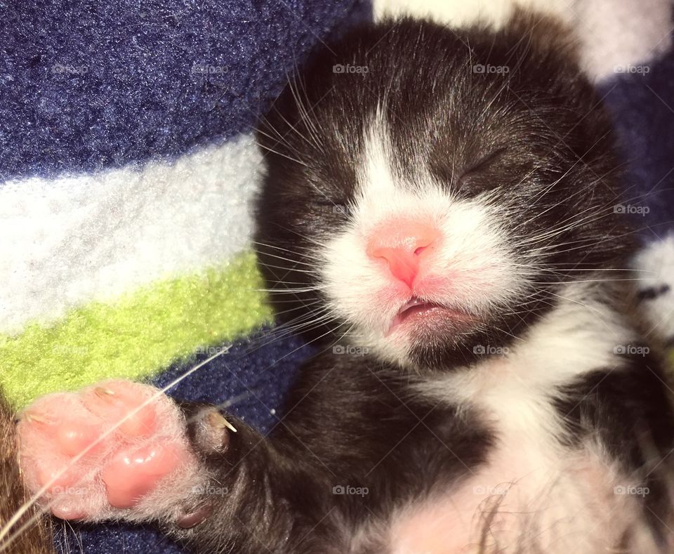 Baby kitten sleeping