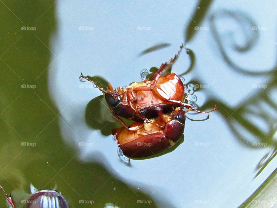 hard shell beetle bugs floating in water