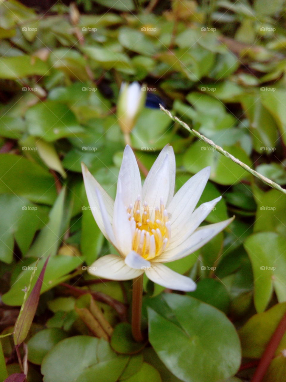 Water Lilly