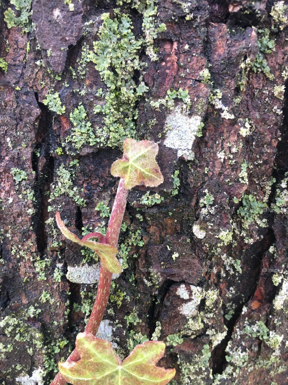 Spring ivy tendril growing on the mossy bark of an oak tree