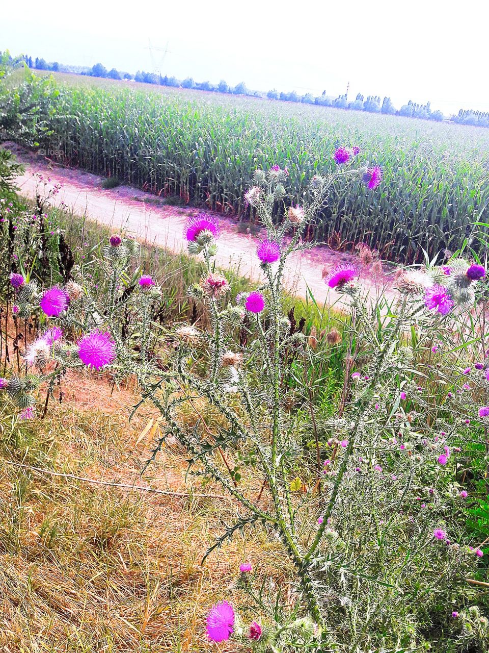 flowers and corn