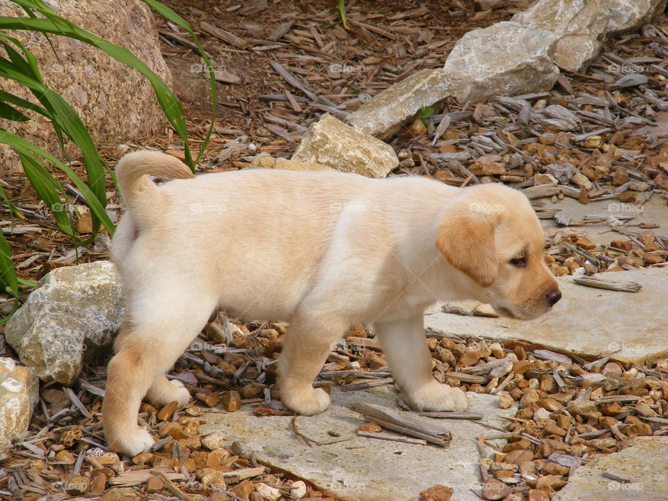 Side view of a standing puppy
