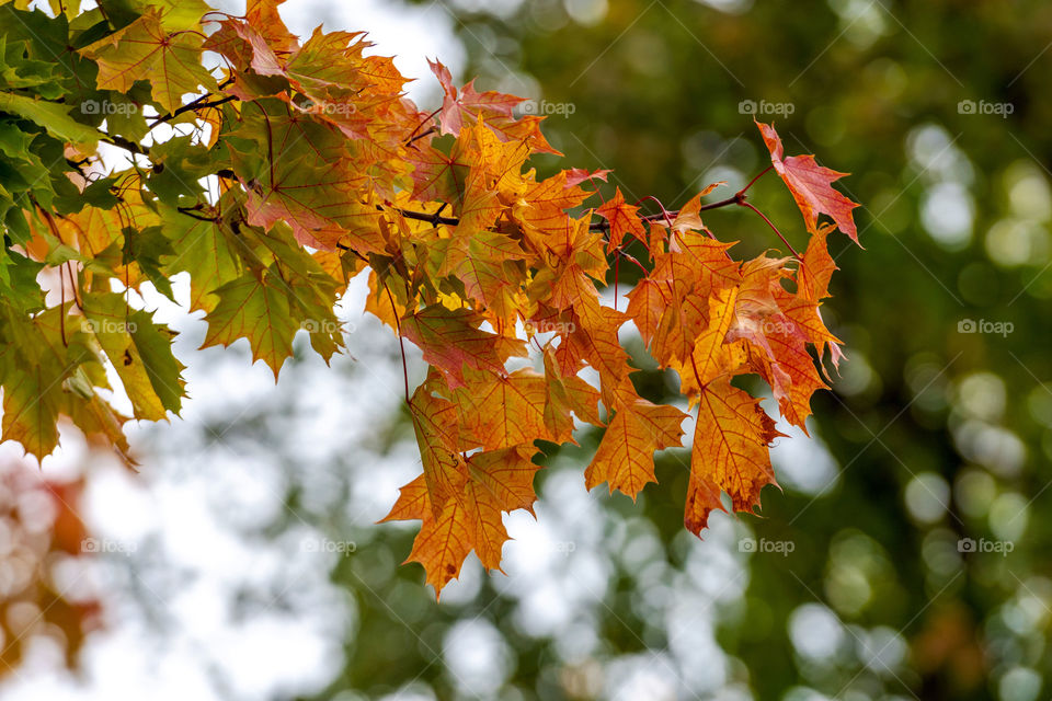 Selective focus photograph. Maple with colored autumn leaves.