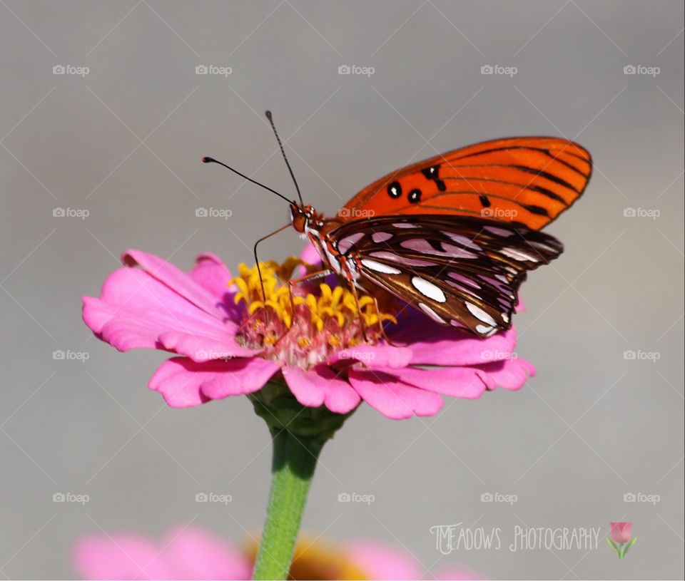 Gulf Fritillary on a Zinnia