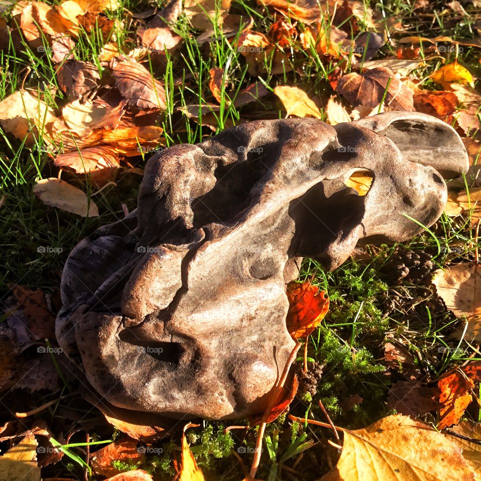 M sure the  multicolored leafs will rot away before that heavy log of wood...makes him a worldly success...surviving?