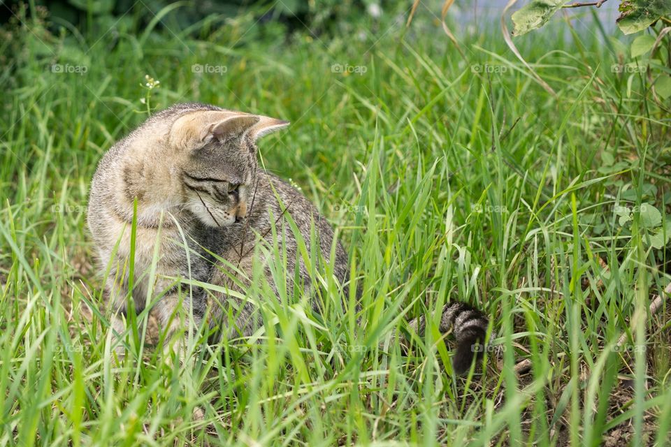 Cat in the grass. Slovakia