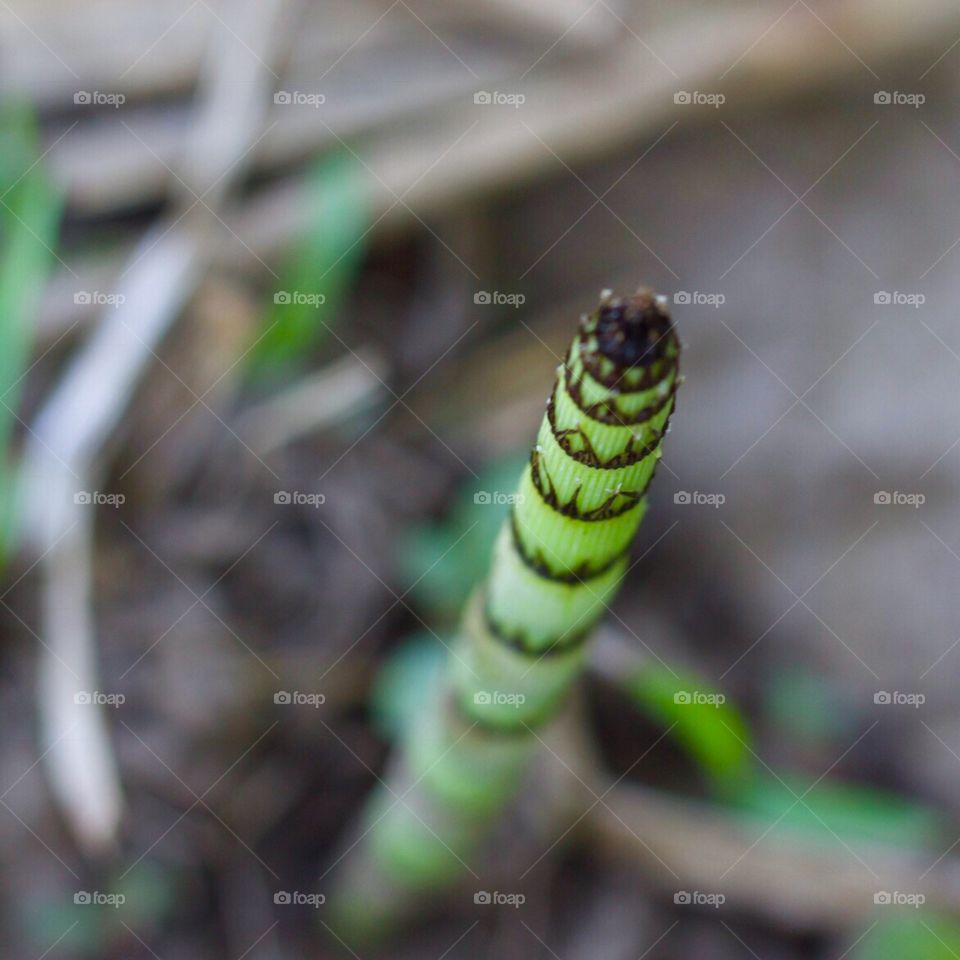 Weed Shoot - closeup of an unusual weed shoot in spring 