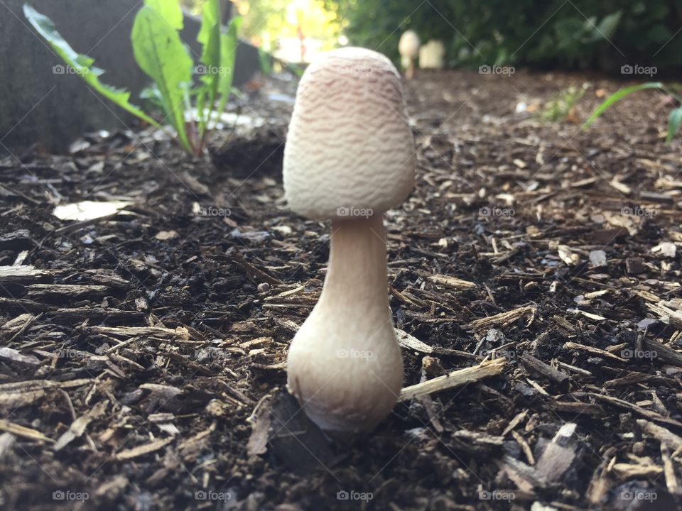 Mushroom six