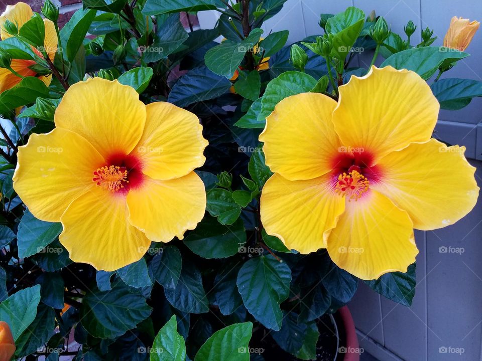 red hibiscus flowers