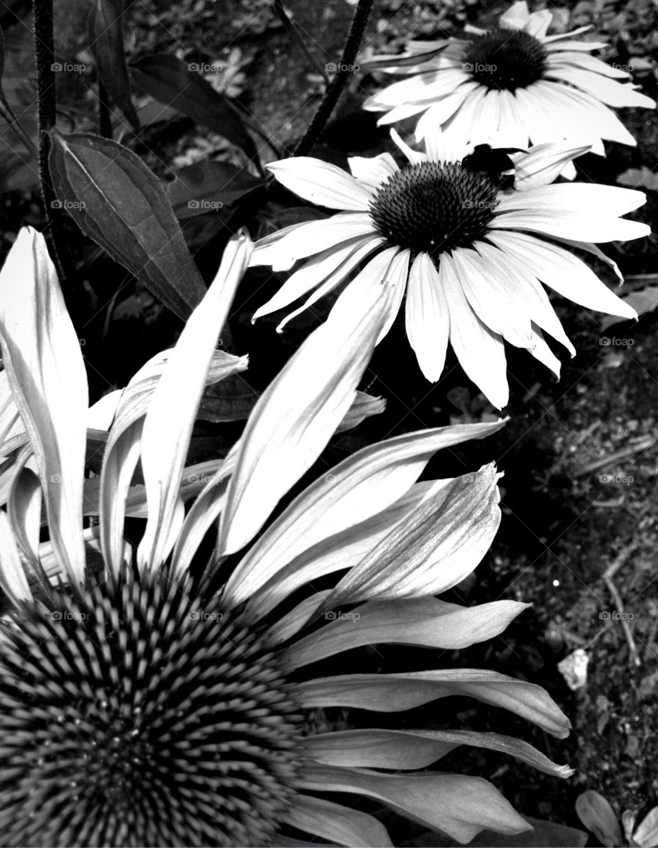 flowers sunflower bw by jays