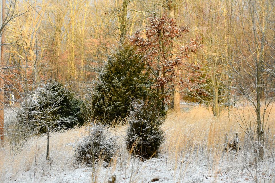 Wintertime landscape