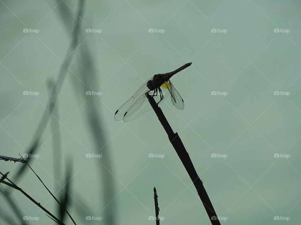 The shadow of the dragonfly