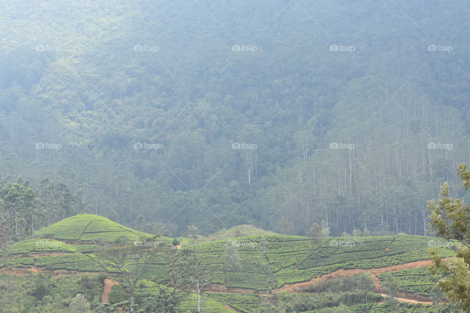 Beautiful tea astate around by mountains and forest