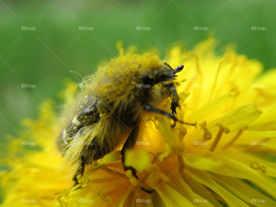 the insect feeds on the nectar of dandelions, the first spring wildflowers